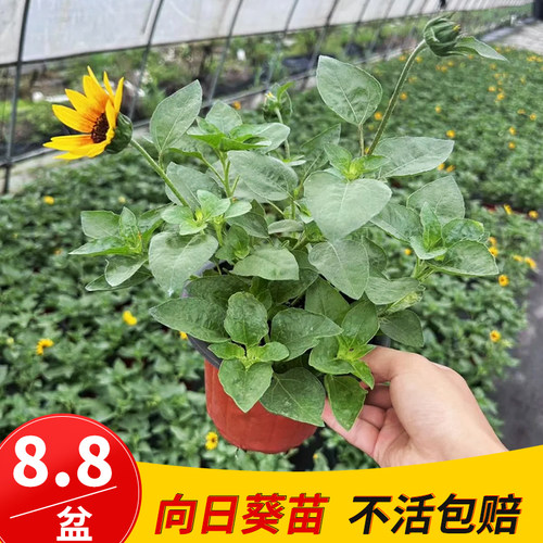 光辉岁月盆栽阳台花园四季开花多年生宿根向日葵花期长易养易爆盆