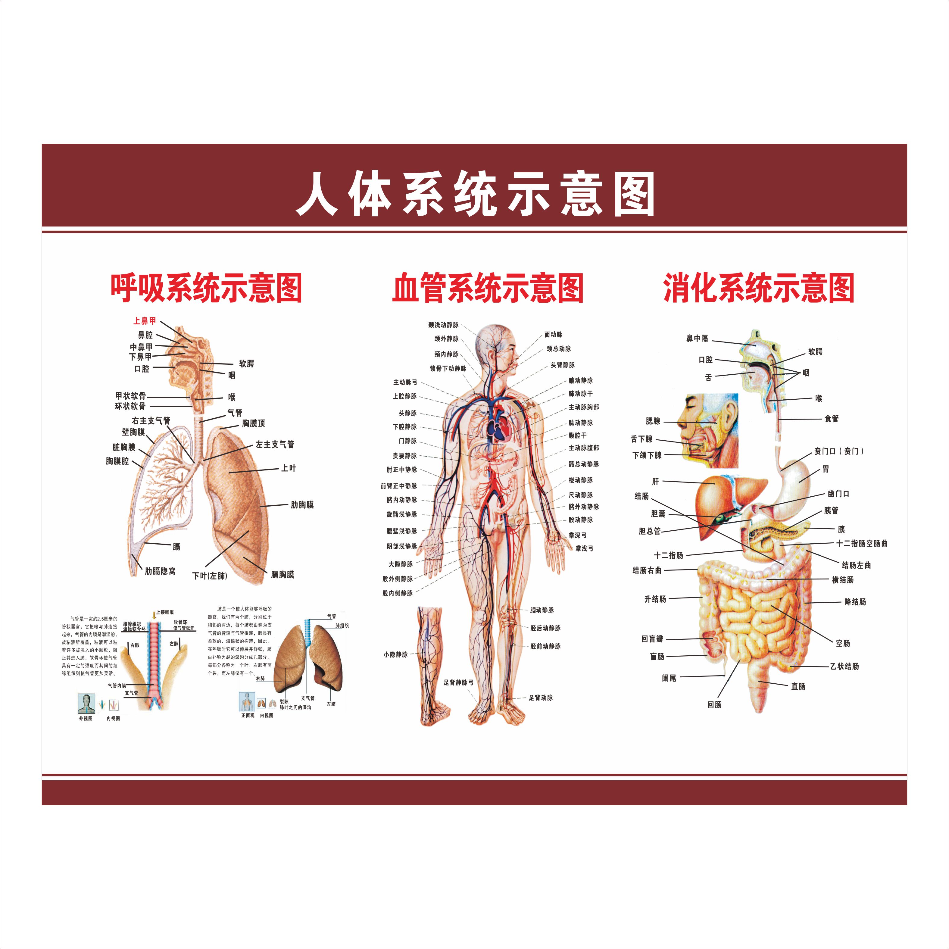 消化肠道系统结构示意图医学挂图血液人体生殖器官医院解剖图海报