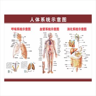 消化肠道系统结构示意图医学挂图血液人体生殖器官医院解剖图海报