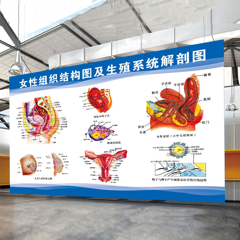 女性泌尿生殖系统解剖图骨盆生殖器子宫结构图妇科医院海报墙贴
