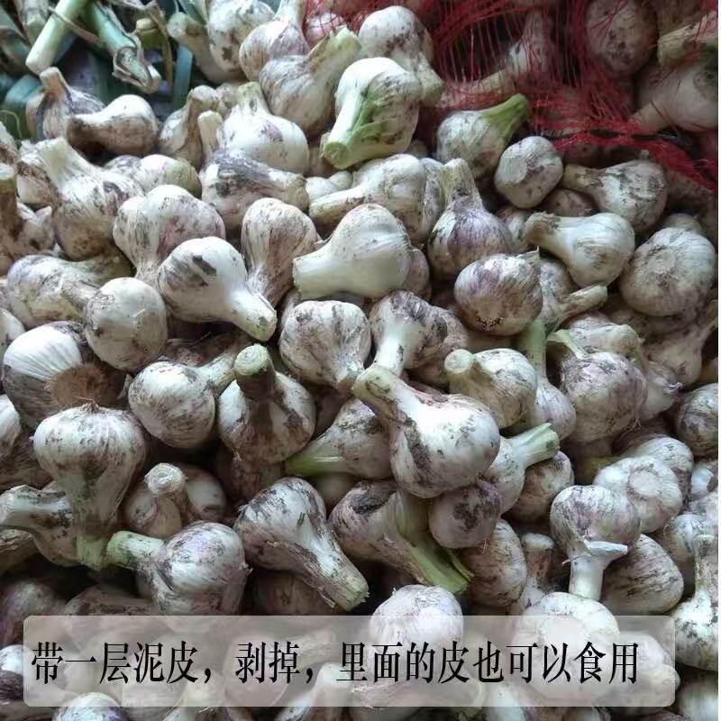 沂蒙山新鲜大蒜5斤山东大蒜