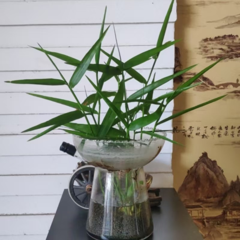 南美青竹活体真水草净化水质造景