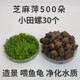 芝麻浮萍水草植物活体小田螺除藻养乌龟饲料活物石螺鱼缸净化水质