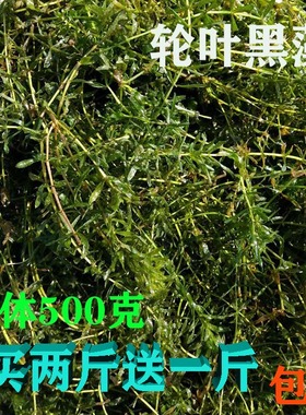 活体轮叶黑藻新鲜水草植物淡水灯笼草 虾蟹鱼缸里的水下真草500克