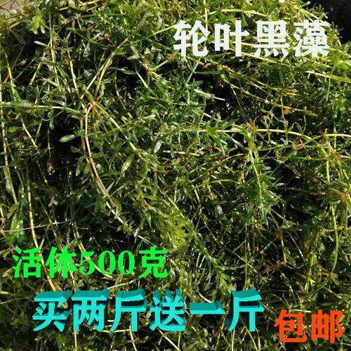 轮叶黑藻水草活体淡水鱼缸里植物