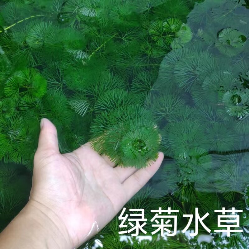 绿菊花水草植物真草鱼缸造景水族箱阴性淡水增氧新手耐养好活净水