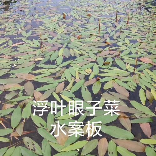浮叶眼子菜水草水案板漂浮水板凳