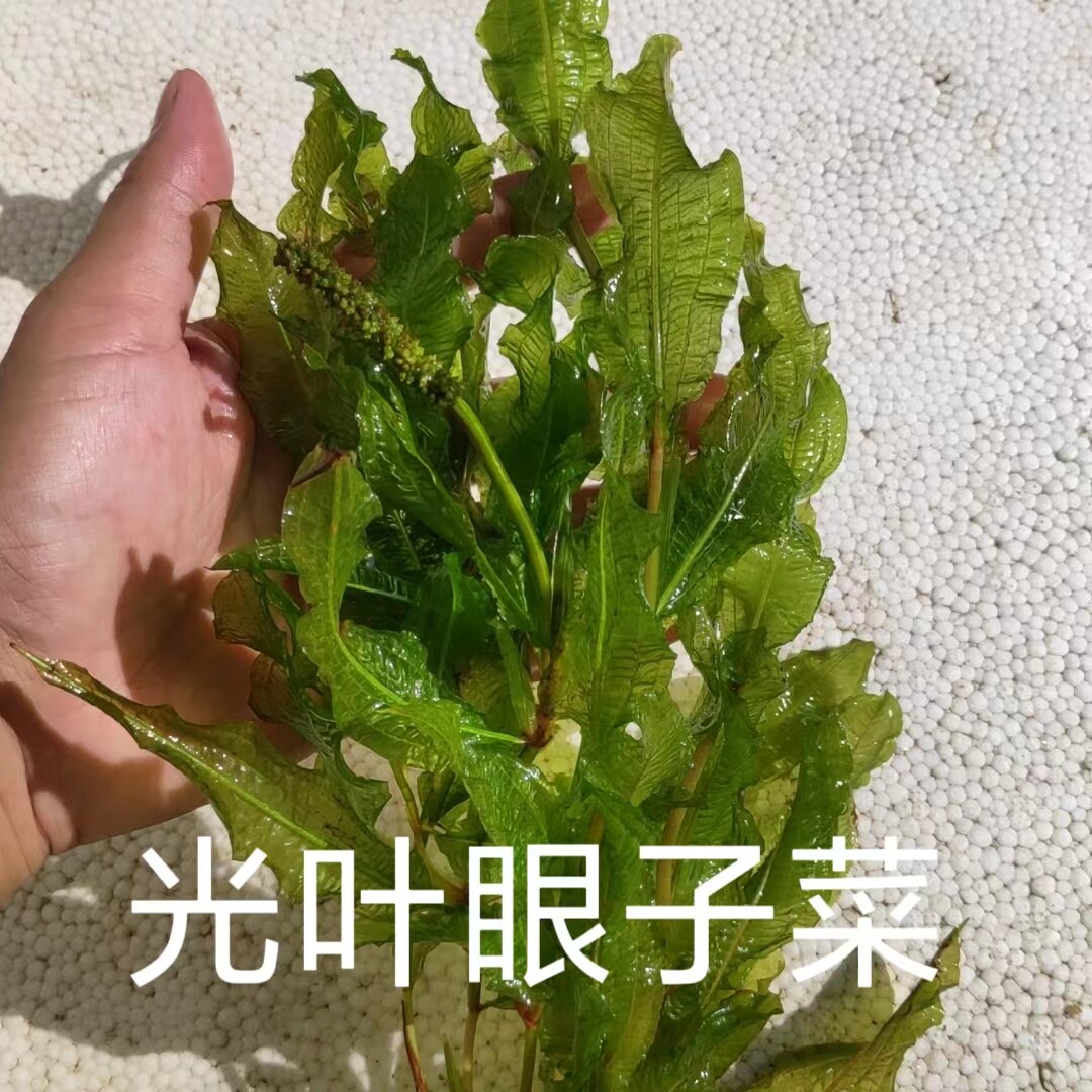 光叶眼子菜新鲜水草生态造景池塘水培沉水鱼缸增氧种在水里的植物