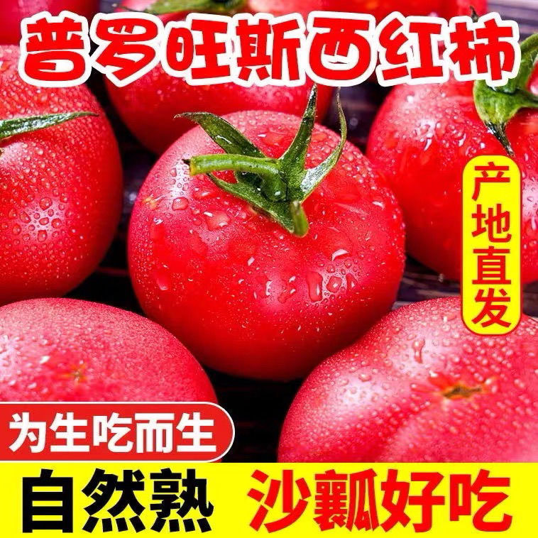 陕西泾阳普罗旺斯西红柿新鲜自然熟沙瓤生吃番茄当季孕妇水果蔬菜