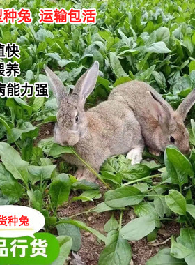 兔子活物家养公母一对大型肉兔比利时种兔青年成年兔活苗繁殖食用