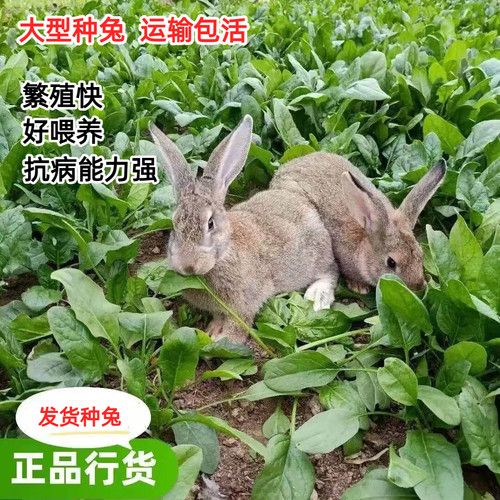兔子活物家养公母一对大型肉兔比利时种兔青年成年兔活苗繁殖食用