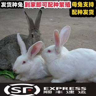 大型家养肉兔子活物种兔公母繁殖新西兰孕母兔比利时兔种公兔食用