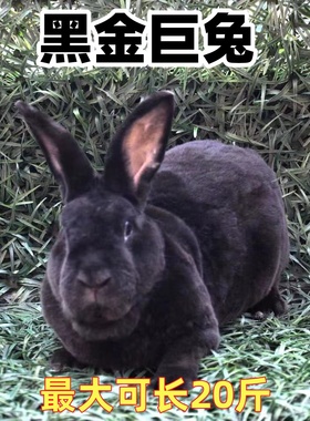 兔子活物家养兔公母一对幼仔黑金巨兔大肉兔可繁殖食用兔活苗包邮