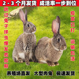 大型肉兔子活物家养成年种兔好养活比利时公母一对活兔可繁殖食用