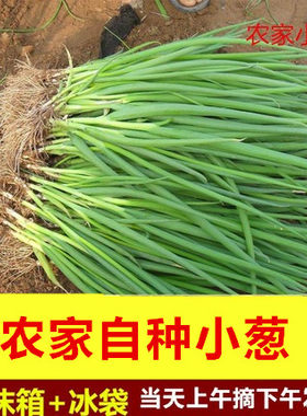 东北农家四季播种小葱香菜熏酱菜新鲜蔬菜自种老家葱种野生根葱