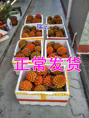 滴血莲花原籽鲜果海南野菠萝原料