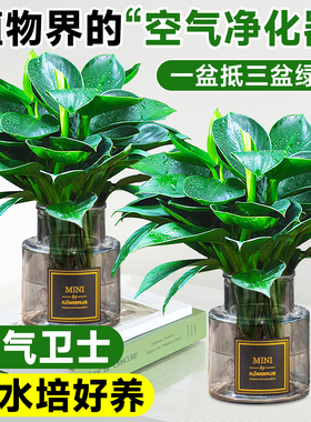大叶金钻水培绿公主盆栽带花苞办公室内好养易活绿萝箩花卉绿植物
