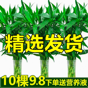 富贵竹带根观音竹水培绿植物盆栽花卉室内招财客厅水养绿萝发财树