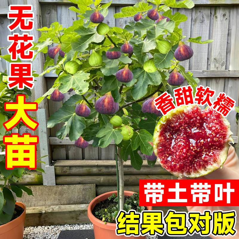 无花果树苗特大带叶盆栽矮图片