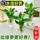 铂金钻水培植物室内好养蔓绿绒盆栽金钻绿公主耐寒花卉绿植四季 花