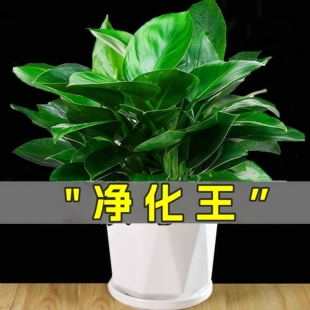 金钻盆栽绿萝箩公主水培办公室易活绿植物招财室内花卉大全