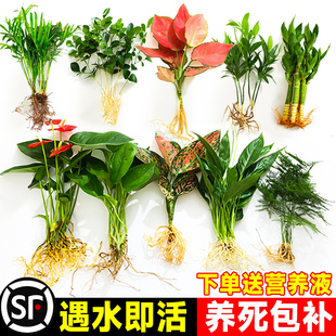 水培植物室内好养绿植鱼缸水草和鱼共养绿萝富贵竹铜钱草造景专用