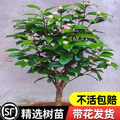 浓香型四季山茶花香妃树苗