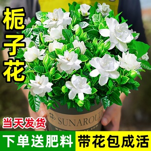 带花苞栀子花盆栽花卉绿植室内水培植物茉莉花清香木金钻好养活