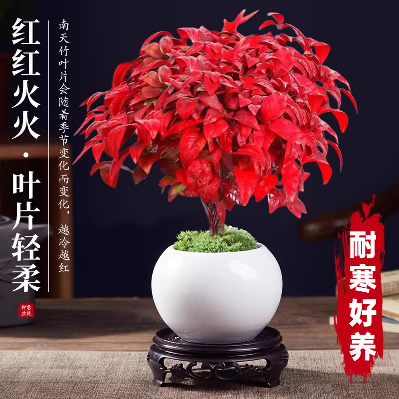 火焰南天竹盆栽观叶小盆景好养易活耐寒绿植书房茶桌禅意微景观,鲜花速递/花卉仿真/绿植园艺,绿植,淘宝优惠券,粉丝福利购,淘宝优惠卷
