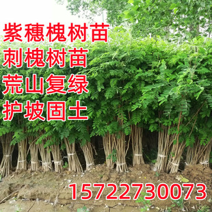 紫穗槐树苗防沙固沙护坡灌木国槐树苗刺槐树苗耐寒耐旱固土绿化苗