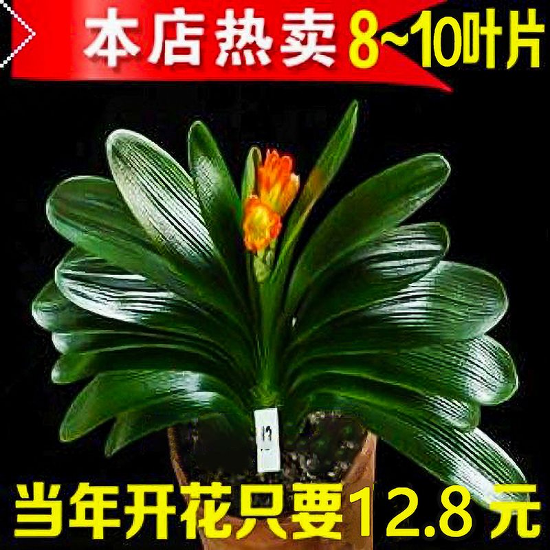 君子兰盆栽老苗带花苞四季