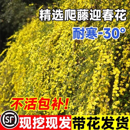 迎春花树苗老桩盆栽耐寒四