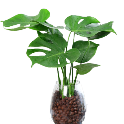 龟背竹室内四季常青大型盆栽绿植