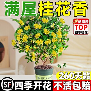 桂花树苗盆栽可食用金桂四季桂开花不断室内外阳台庭院浓香型花卉