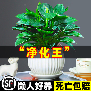 金钻盆栽绿萝箩花卉植物室内花水培绿植多肉好养发财树吸去好养活