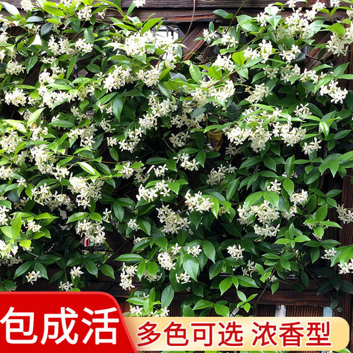 风车垂丝茉莉爬藤室外四季开花