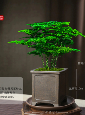 唐山矮生云松正宗文竹盆栽办公室内桌面好养活绿色净化空气微盆景