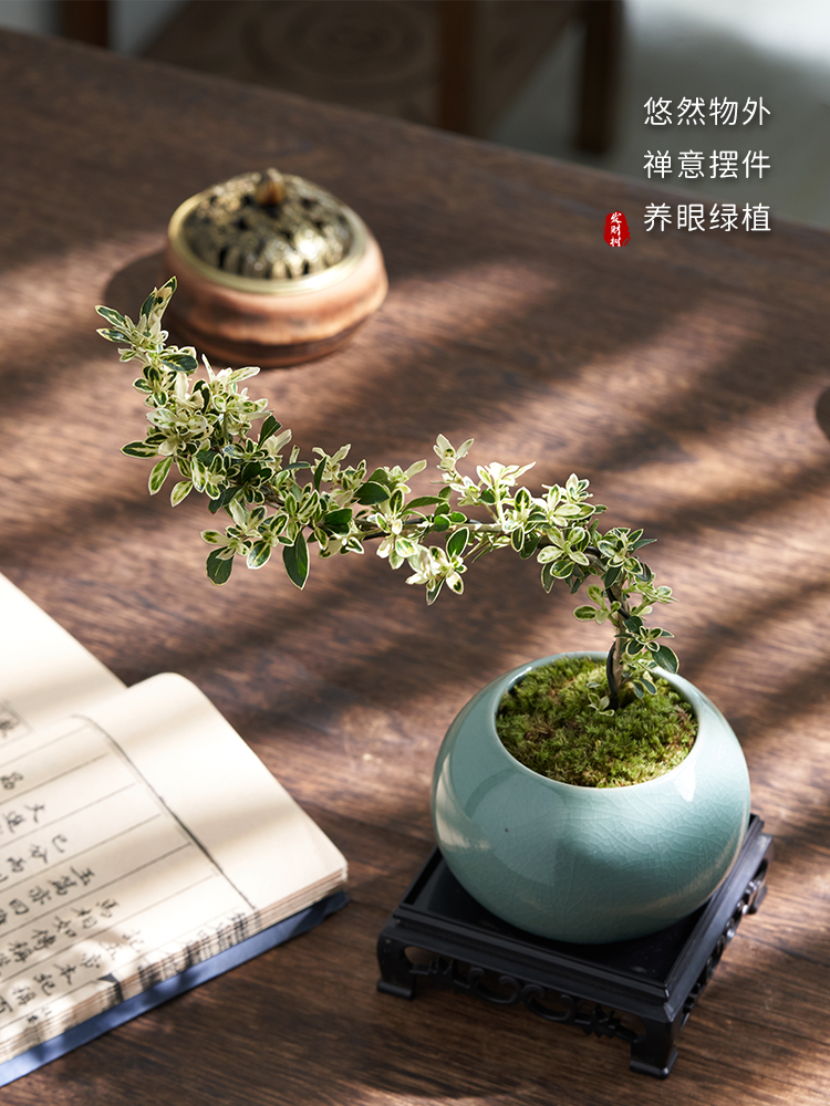 重瓣金边六月雪悬崖提根老桩