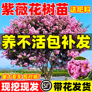 紫薇花树苗盆栽百日红老桩大苗室外庭院花卉植物别墅绿化四季开花