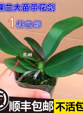 蝴蝶兰盆栽带花剑苞苗大客