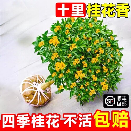 桂花树苗四季桂花卉盆栽八月桂花苗金桂大树室内好养开花丹桂庭院 - 封面