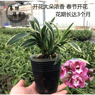 。【带土发货】金边矮种兰花苗中国龙室内好养四季兰花墨兰大花蕙