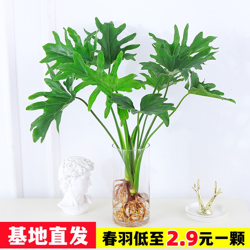 水培植物春羽盆栽蔓绿绒室内