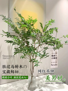 美男树水培植物室内好养秋冬马醉木吊钟鲜切枝高端无土纯水培绿植