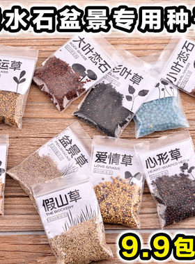 上水石微景观盆栽草籽