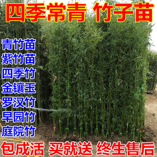 四季常青竹子苗庭院青竹紫竹苗金镶玉罗汉竹室内盆栽户外种植包活