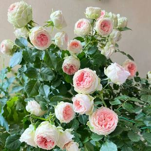 绒球门廊月季花苗粉色包子型灌木玫瑰大花耐寒耐晒阳台庭院盆栽