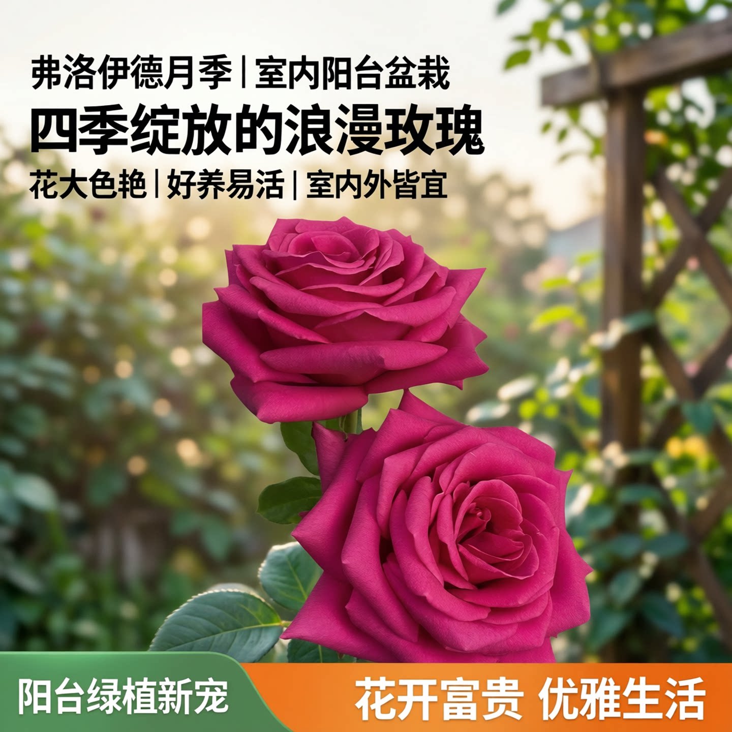 弗洛伊德月季花苗开花大玫瑰花室内阳台盆栽四季好养花卉绿植树苗
