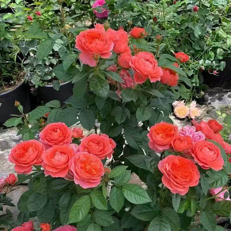 火樱桃 月季花苗国月新品丰花勤花阳台庭院灌木庭院盆栽植物,鲜花速递/花卉仿真/绿植园艺,月季/蔷薇/玫瑰,淘宝优惠券,粉丝福利购,淘宝优惠卷