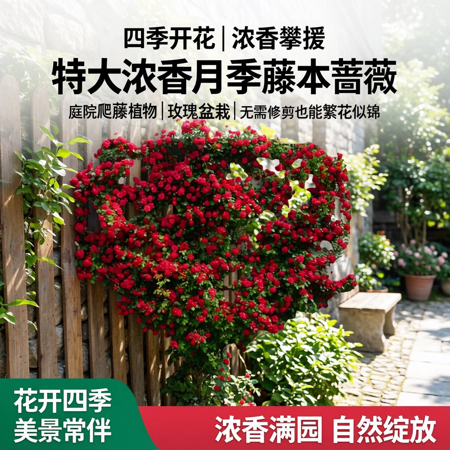 四季开花月季藤本蔷薇花苗特大浓